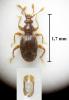 Bryaxis mulsantii